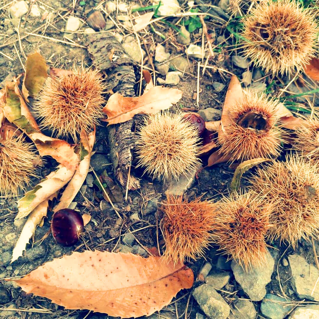 castagne Lunigiana tour prodotti tipici toscani